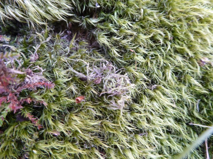 Broom Fork-moss -(Dicranum scoparium)