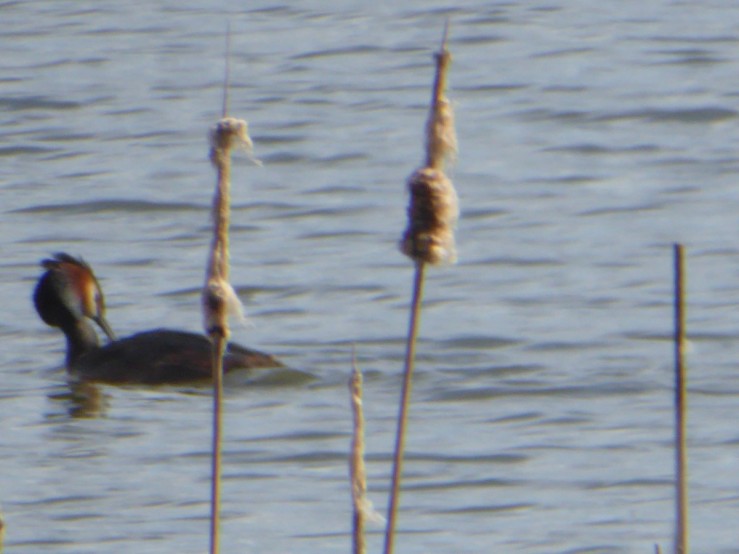 Great crested Grebe,