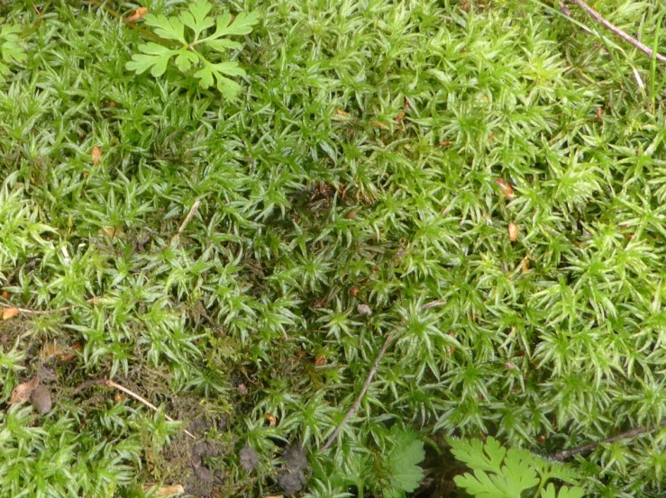 WoodBristle moss