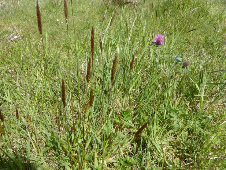 Sweet vernal grass (Anthoxanthum odoratum0