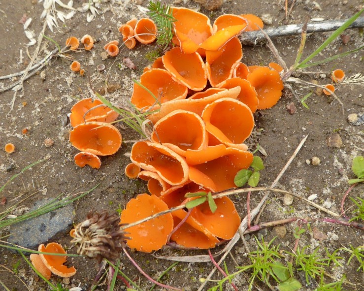 Orange peel fungi(Aleuria aurantia )