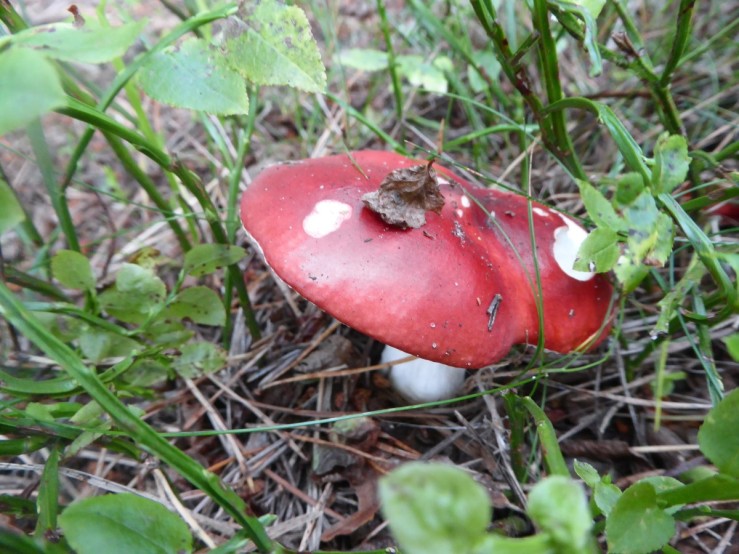 red russula