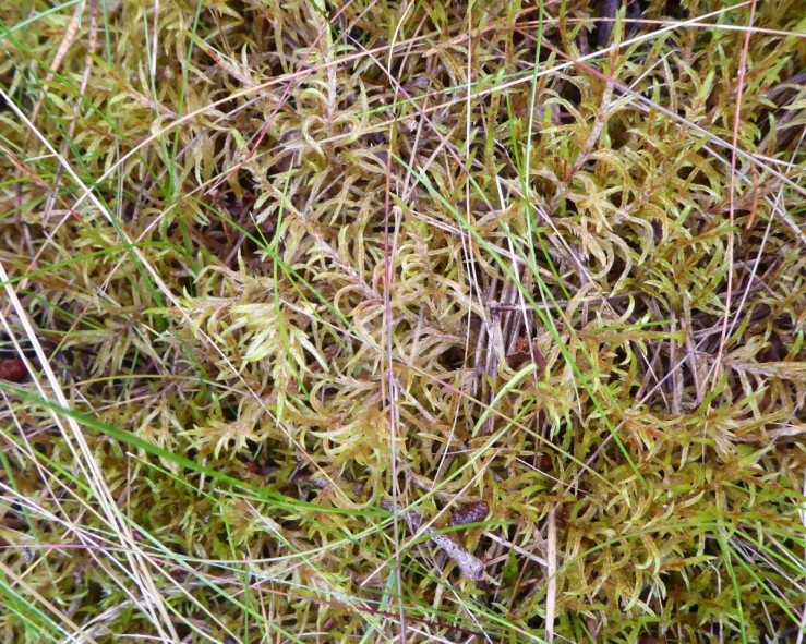 Red-stemmed Feather-moss - Pleurozium schreberi