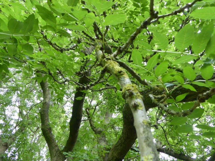 Tree lichen Xanthoria prietina