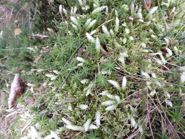 Waved silk Moss (Plagiothecium undulatum)