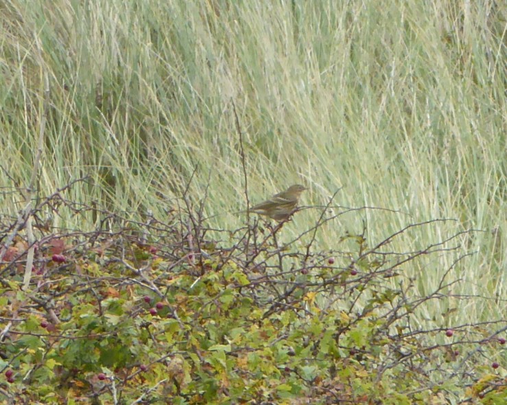 meadowpipit