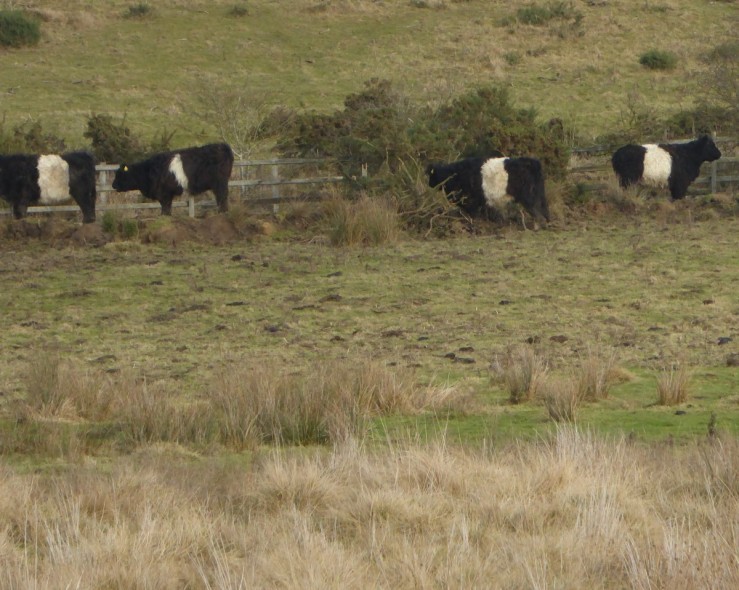 belted galloway