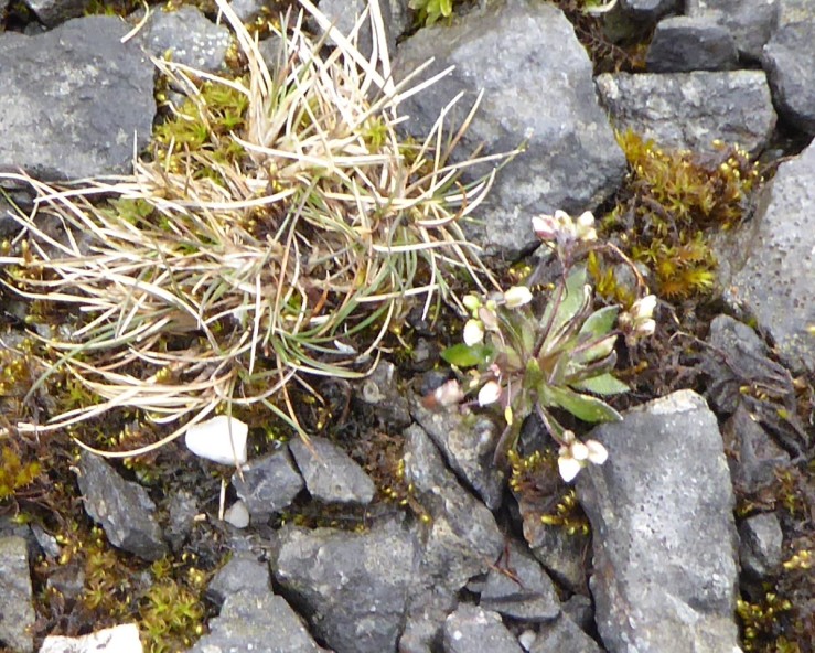 hoary whitlow grass