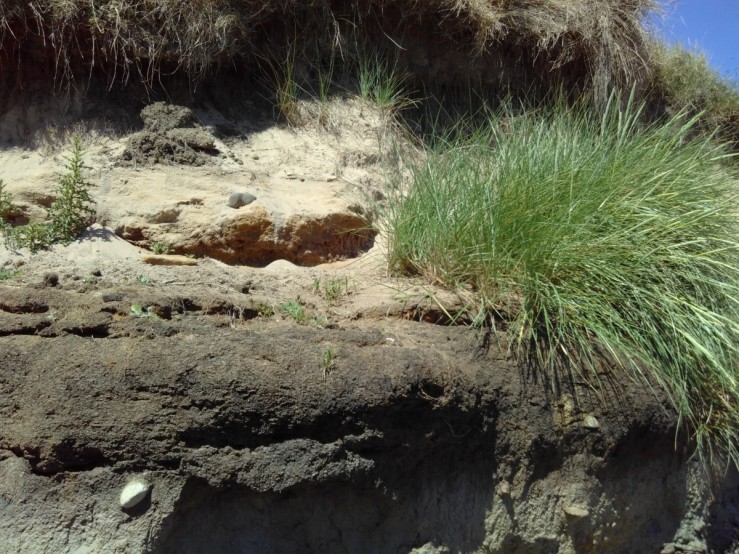 Marram grass erosion